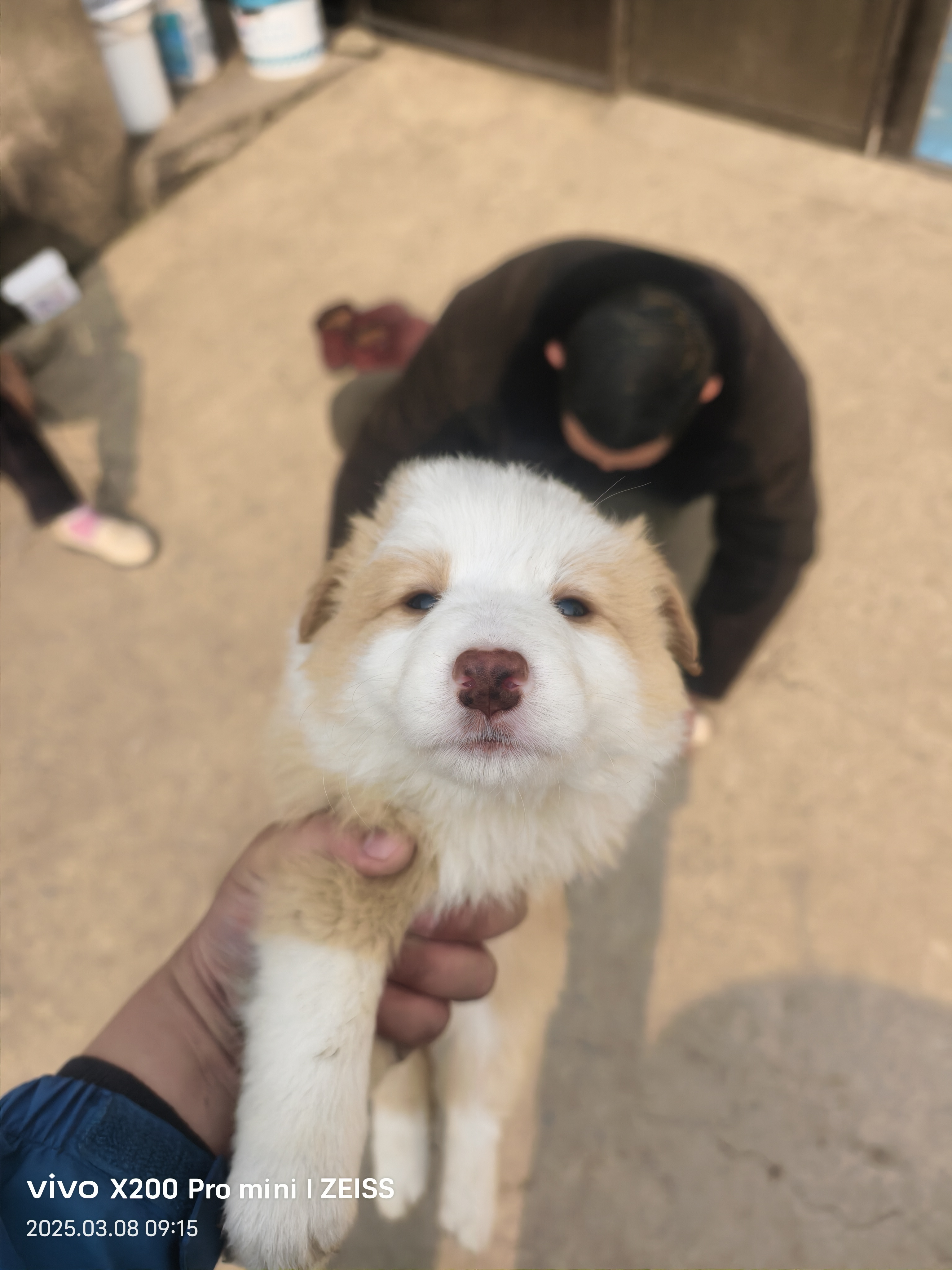 黑白两公，金边两母